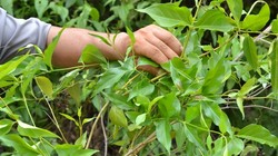 Cây lá ngón trong tự nhiên