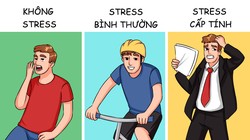 Các mức độ stress và ảnh hưởng của chúng tới cơ thể con người