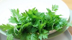 Cây ngải cứu là vị thuốc Đông Y quen thuộc.