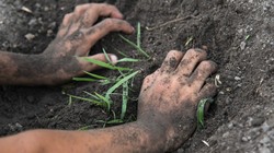 Vi khuẩn gây bệnh Whitmore tồn tại trong đất, dễ lây nhiễm vào cơ thể thông qua các vết xước, tổn thương da.