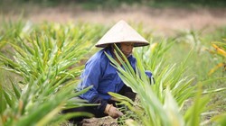 Người dân trồng dược liệu (Nguồn: Internet)