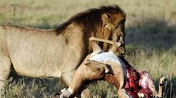 Video: Những pha săn mồi kinh điển của sư tử