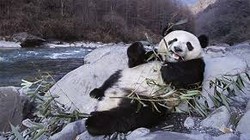 Video: Phì cười gấu trúc 'mê' chụp ảnh selfie