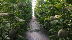 Trồng dưa lưới bằng hệ thống Smart Agri tại Khu Nông nghiệp công nghệ cao TP HCM đem lại hiệu quả cao (Ảnh: QTSC cung cấp)