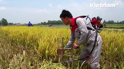 Máy cắt lúa cá nhân giúp giảm thiểu sức lao động cho bà con nông dân.