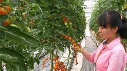 Dự kiến, đến năm 2020, Việt Nam sẽ xây dựng 10 khu nông nghiệp ứng dụng công nghệ cao - ảnh minh hoạ: Internet