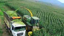 Thu hoạch nguyên liệu ngô tại trang trại của Tập đoàn TH Truemilk ở Nghĩa Đàn (Nghệ An).