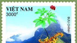 Mẫu tem Sâm Ngọc Linh