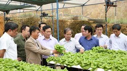 Phó Thủ tướng Vương Đình Huệ thăm khu nhà sản xuất rau bó xôi công nghệ cao có thời gian từ ươm giống tới thu hoạch chỉ trong 15 ngày của HTX Tân Tiến, Lâm Đồng. Ảnh: VGP/Thành Chung