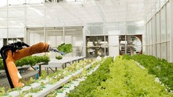 Robot số 1 làm nhiệm vụ nhặt khay cây.