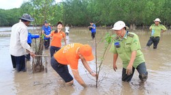 Khu vực trồng 2.000 cây bần nằm ở cửa biển thuộc sông Hậu, là một trong những khu vực chịu thiệt hại nặng nề của triều cường. 