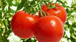 Cà chua là loại quả bình dân nhưng có tác dụng thần kì.