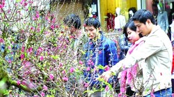 Tấp nập chợ hoa Tết tại phố Hàng Lược. Ảnh minh hoạ: TTXVN.