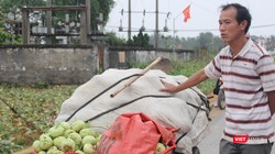 Nhiều hộ trồng cây nông sản trên địa bàn xã Diễn Phong, huyện Diễn Châu, Nghệ An nhổ rau vứt đi vì giá quá rẻ.