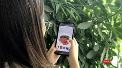 Các nông sản mùa vụ được đưa lên sàn thương mại điện tử.