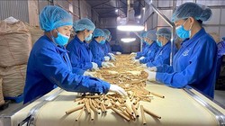 Các loài cây dược liệu ở Việt Nam đa dạng và phong phú, tiềm năng mang lại nguồn lợi lớn.