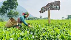 Vừa qua, Thanh Hải Trà của HTX chè La Bằng được đấu giá tại Hội thi “Bàn tay vàng chế biến chè” huyện Đại Từ (Thái Nguyên) với giá trị 68 triệu đồng/kg.