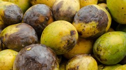 Ngay cả mẹ của CEO kiêm nhà sáng lập trang web Pinduoduo, Colin Huang, cũng đã nhận được những sản phẩm kém chất lượng khi bà mua hàng từ website của con trai. Cụ thể, khi bà đặt mua lô xoài trên Pinduoduo, một số quả đã bị thối rữa ngay khi nhận hàng. (Ả