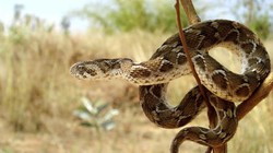 Rắn lục hoa cân, một trong hai loài rắn có nọc độc nguy hiểm nhất hiện nay (Ảnh: Pinterest)