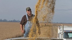 Trong chiến tranh thương mại, nông dân là diện chịu ảnh hưởng nặng nề nhất (Ảnh: AP)