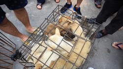 Ăn thịt chó, mèo từ lâu đã là vấn đề gây tranh cãi ở Trung Quốc (Ảnh: SCMP)