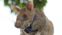 Chú chuột Magawa nhận tấm huy chương danh giá (Ảnh: PDSA)