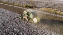 Một số nhãn hàng quốc tế đã tẩy chay sản phẩm bông nhập từ Tân Cương do quan ngại vấn đề nhân quyền (Ảnh: SCMP)