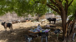 Một bệnh nhân COVID-19 được điều trị ngay dưới gốc cây, gần những chú bò (Ảnh: Reuters)