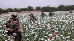 Binh sĩ Mỹ đi qua một cánh đồng thuốc phiện ở Afghanistan (Ảnh: Military)