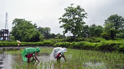 Nông dân gieo mạ trên cánh đồng lúa nước ở Bhivpuri, Ấn Độ (Ảnh: Bloomberg)