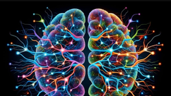 Nhóm nghiên cứu cho biết những phát hiện mới mở ra "con đường rộng lớn" để khám phá những tác động đối với chức năng não và các rối loạn chức năng tiềm ẩn. Ảnh: Shutterstock.