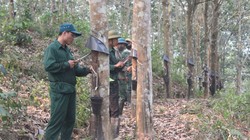 Thủ tướng yêu cầu Bộ Nông nghiệp nghiên cứu phản ánh về quy hoạch diện tích trồng cao su.