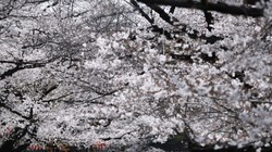 Những đám đông “Covidiots” tụ tập ngắm hoa anh đào tại Nhật Bản vào tháng 3 bất chấp dịch bệnh đang leo thang. Ảnh: Issei Kato/Reuters.