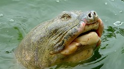 Rùa Hồ Gươm trong một lần nổi lên khỏi mặt nước  