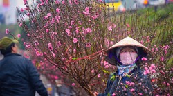 Nhiều chợ hoa, đường hoa sẽ được phục vụ Wi-Fi miễn phí. Ảnh: Cao Anh Tuấn