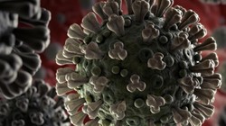 Hình ảnh minh họa virus Corona mới . Ảnh: WHO