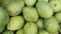 Quả xoài xanh (Ảnh: Bold Sky) 