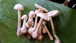 Cây nấm độc mà gia đình 4 người ăn trong bữa trưa (Ảnh - BVCC) 