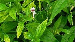 Xuyên tâm liên - 1 trong 12 loại thuốc y học cổ truyền có tác dụng hỗ trợ điều trị COVID-19 (Ảnh minh hoạ) 