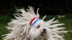 Beast - thú cưng của Mark