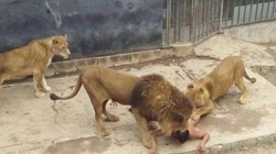 Nhảy vào chuồng Chúa Sơn Lâm để tự tử, người không chết nhưng sư tử chết