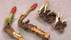 Săn tìm đông trùng hạ thảo trên núi cao 4.500 m