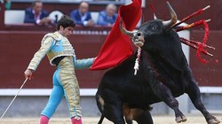 Đang truyền hình trực tiếp, đấu sỹ Tây Ban Nha bị bò tót húc chết (ảnh minh họa)