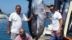 Bắt được con cá ngừ vây xanh to kỷ lục ở vùng biển Adriatic.