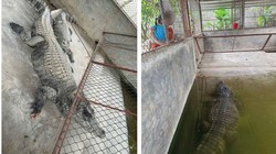 Xôn xao thông tin 2 con cá sấu nặng hơn 100 kg sổng chuồng do lũ