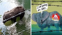 Nhức nhối chuyện bảo vệ động vật hoang dã, vật nuôi trong nhà. Ảnh: Internet