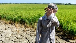 Nông dân khóc ròng trong hạn mặn 2020. Ả: Vietnamnet