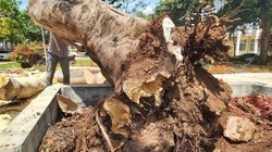 Cây bị mục ruỗng, ngã đổ gây nguy hiểm. Ảnh: Vietnamnet