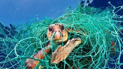 Một con rùa biển mắc kẹt trong một chiếc lưới nhựa bị vứt bỏ dưới đáy biển. Ảnh: National Geographic