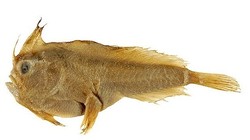 Mẫu vật cá tay trơn ở bảo tàng. Ảnh: Flickr.